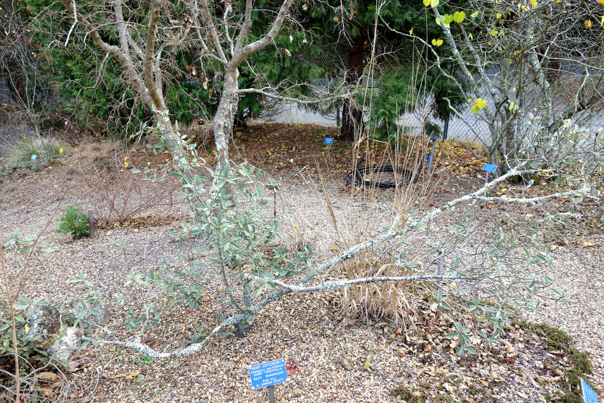 Frangula californica subsp. tomentella Hoary Coffeeberry photographed at Regional Parks Botanic Garden, representative species photo