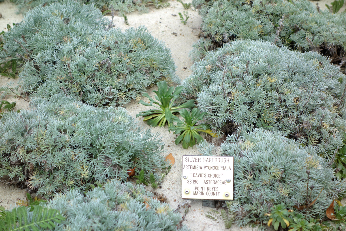 David's Choice Sandhill Sagewort — California Native: representative botanical photograph, not actual nursery stock