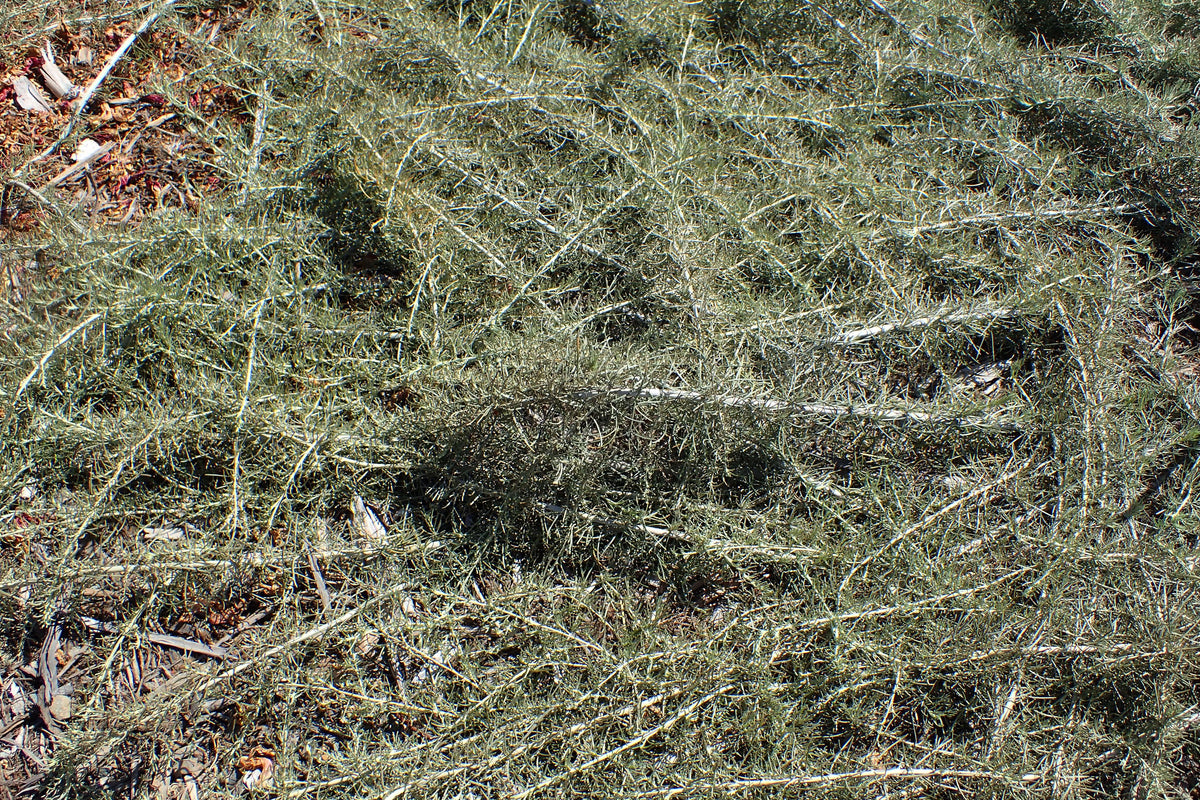 Artemisia californica Canyon Gray, cultivar-specific garden photo, not actual nursery stock