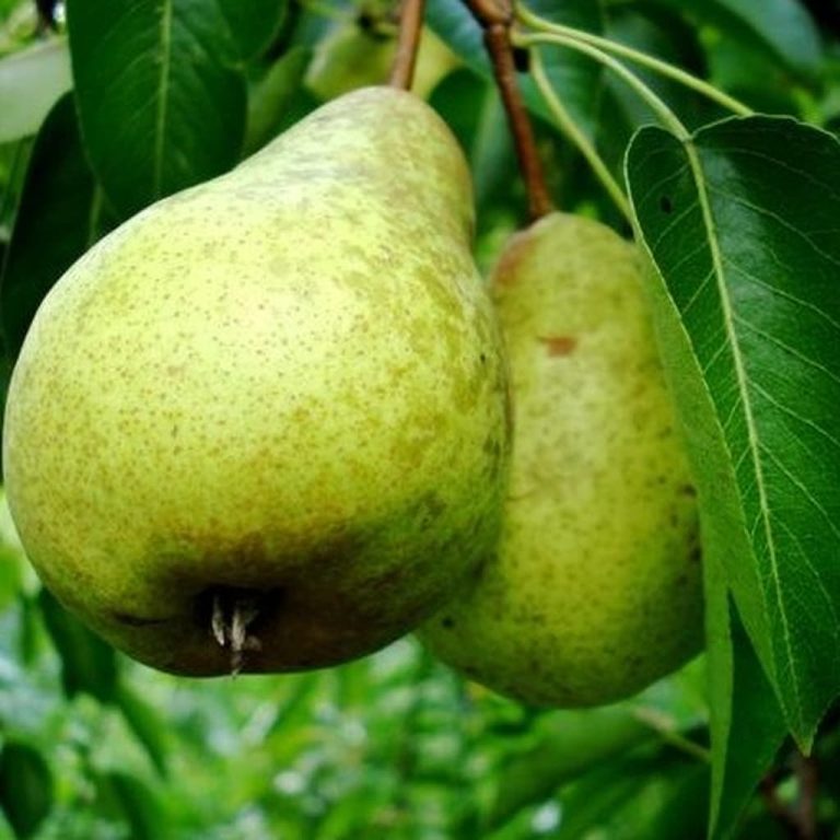 Warren Pear