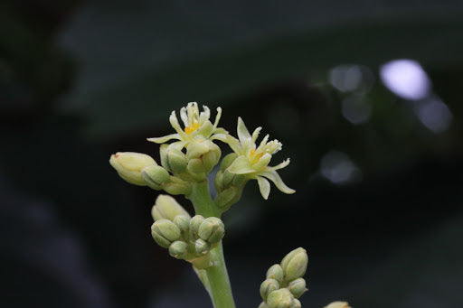 Understanding Avocado Flowering & Pollination: Why You Should Plant Both Type A & Type B Trees