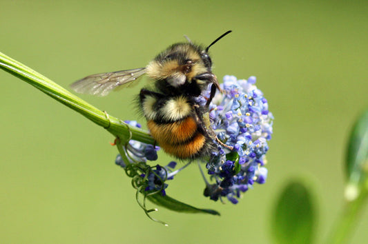 Planting Natives, Pollinators, and Host Plants for Predatory Insects Is Essential for a Thriving Garden