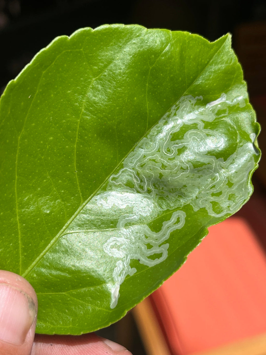 Citrus leafminer damage showing winding mines in a citrus leaf in Southern California