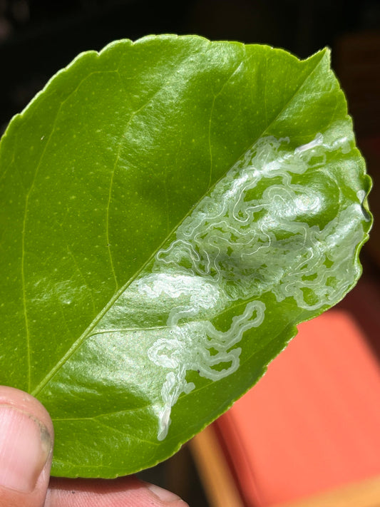 Citrus leafminer damage showing winding mines in a citrus leaf in Southern California
