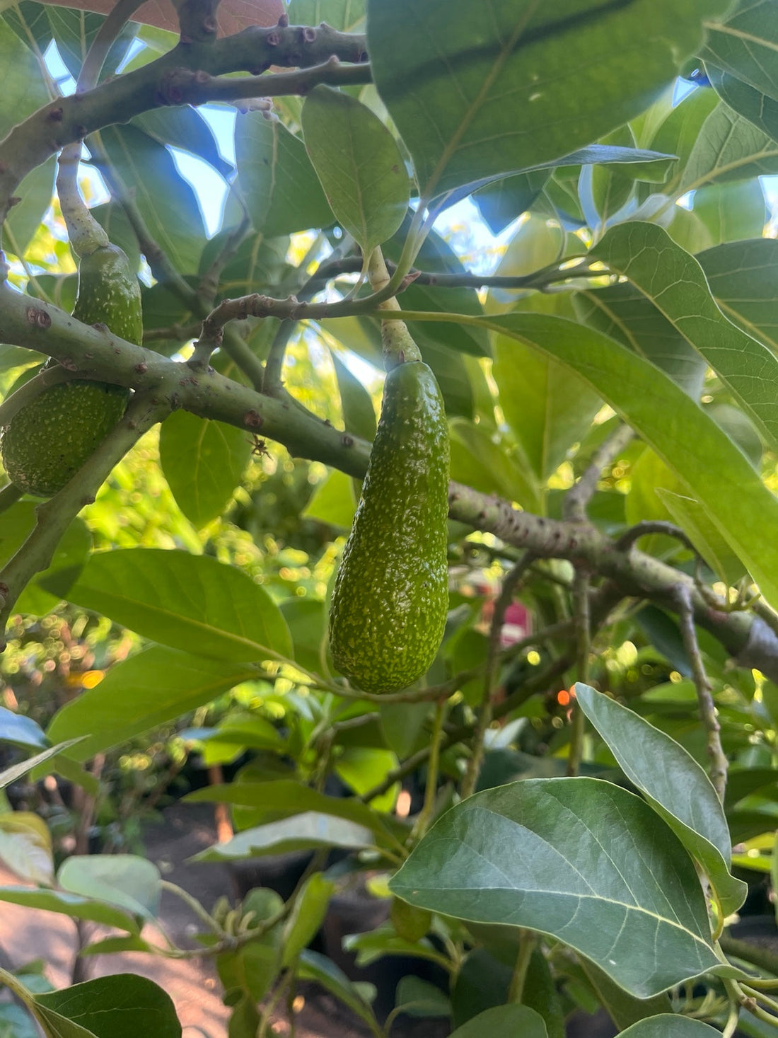 Don Gillogly avocado fruit growing on a tree in Southern California