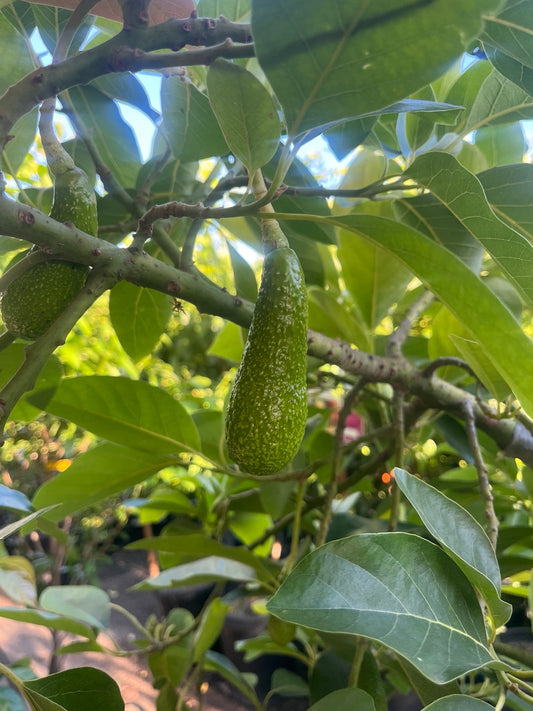 Don Gillogly avocado fruit growing on a tree in Southern California