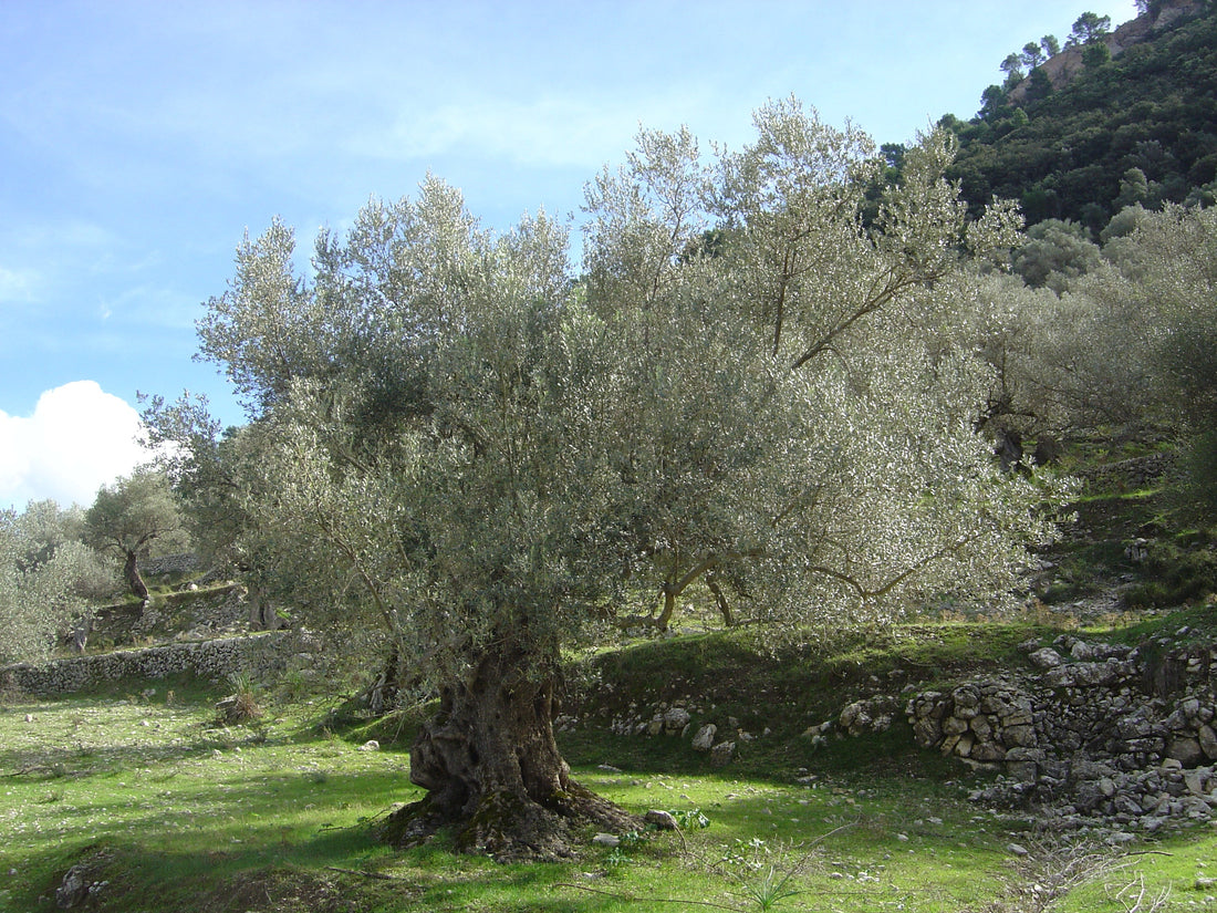 Mature Mediterranean olive tree. Representative photograph by David Brühlmeier, CC BY-SA 3.0.