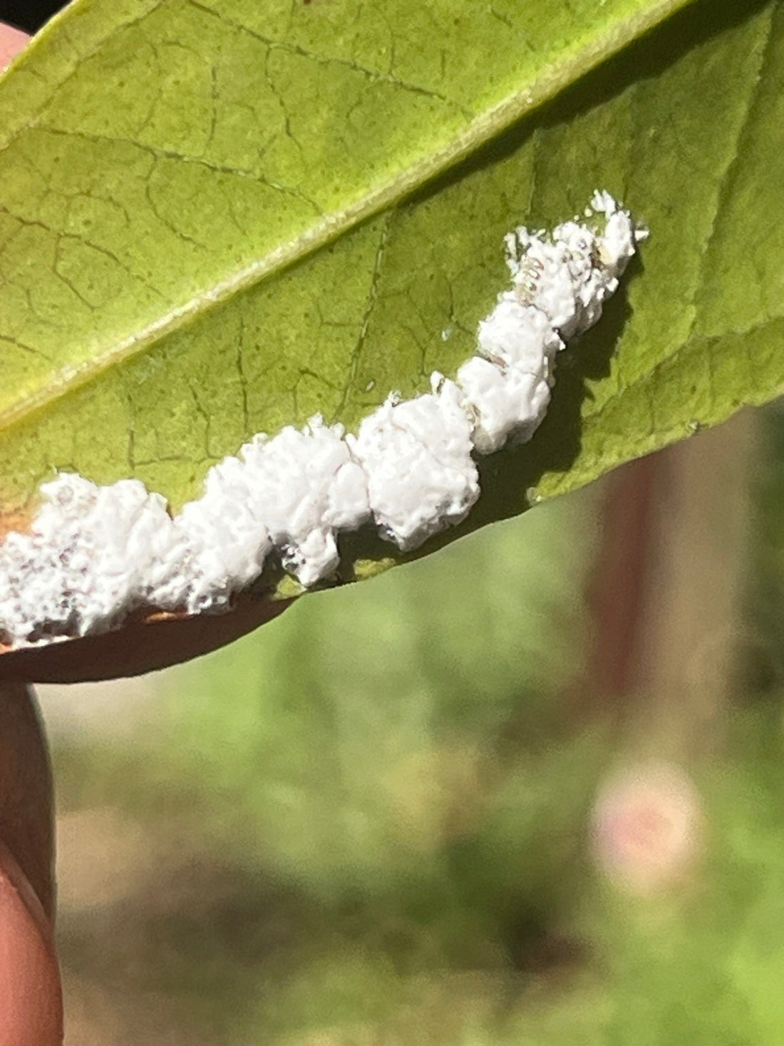 White waxy mealybugs clustered on the underside of a guava leaf in Southern California