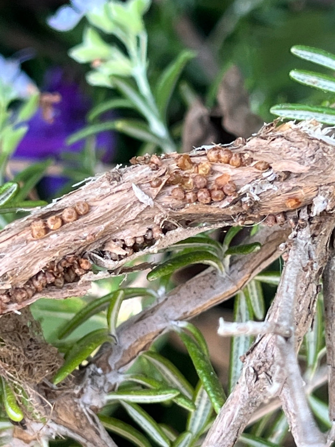 Brown scale insects clustered along a woody blueberry stem in Southern California