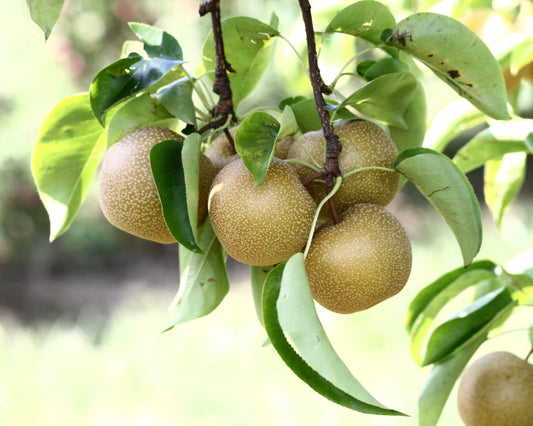 Hosui Asian pear — representative photograph.
