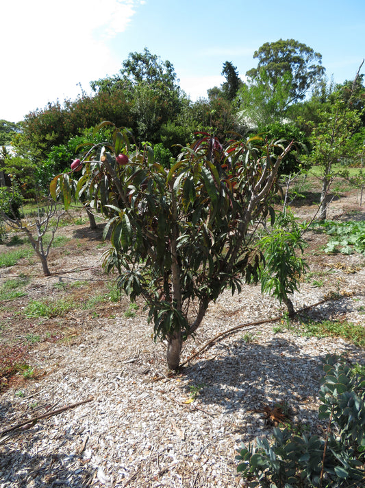 Spice Zee nectaplum — representative photograph.