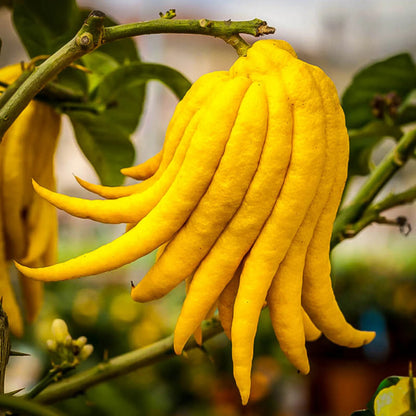 Buddha's Hand citron fruit and citrus tree for Southern California gardens