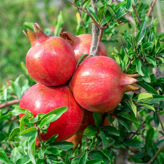 Parfianka Pomegranate