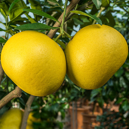 Chandler pummelo citrus tree for a Southern California home orchard