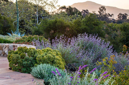 California Native Starter Garden Package