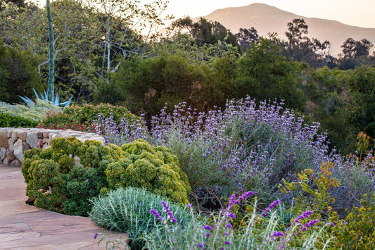 California Native Starter Garden Package