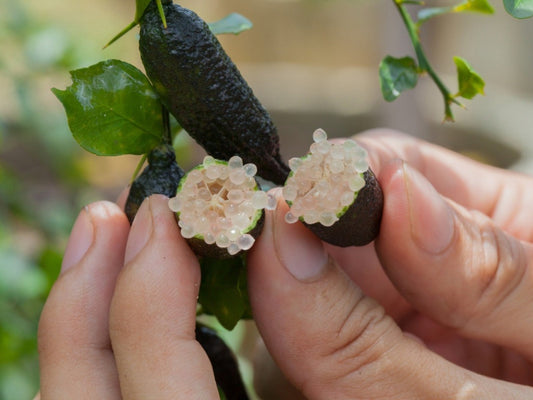 Australian Finger ( Caviar ) Lime
