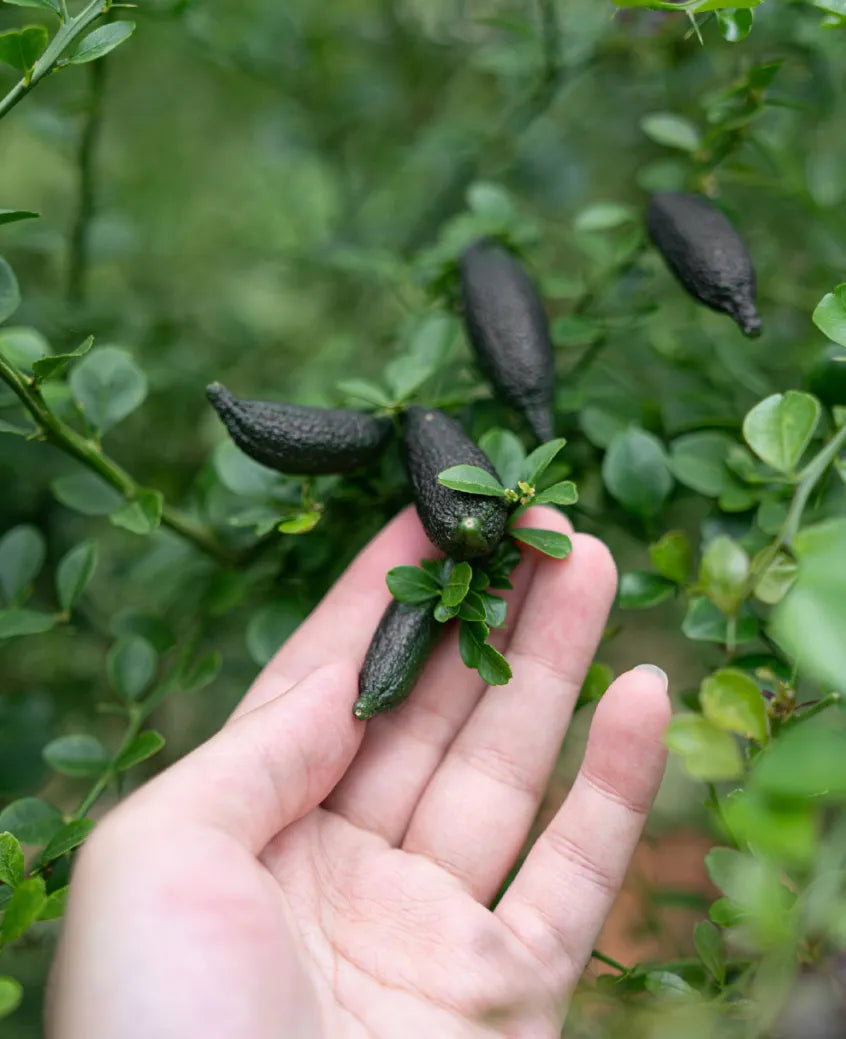 Australian Finger ( Caviar ) Lime