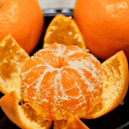 Miho Wase Satsuma mandarin tree for a Southern California home orchard