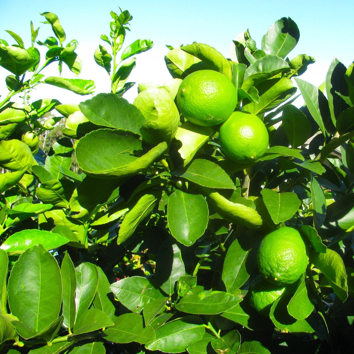 Bearss Lime tree included in the SoCal Citrus Trio bundle