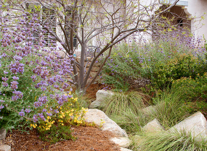 California Native Signature Garden Package