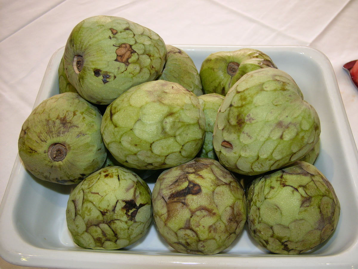 Cherimoya fruit, representative botanical photo by Hannes Grobe (CC BY-SA 2.5).