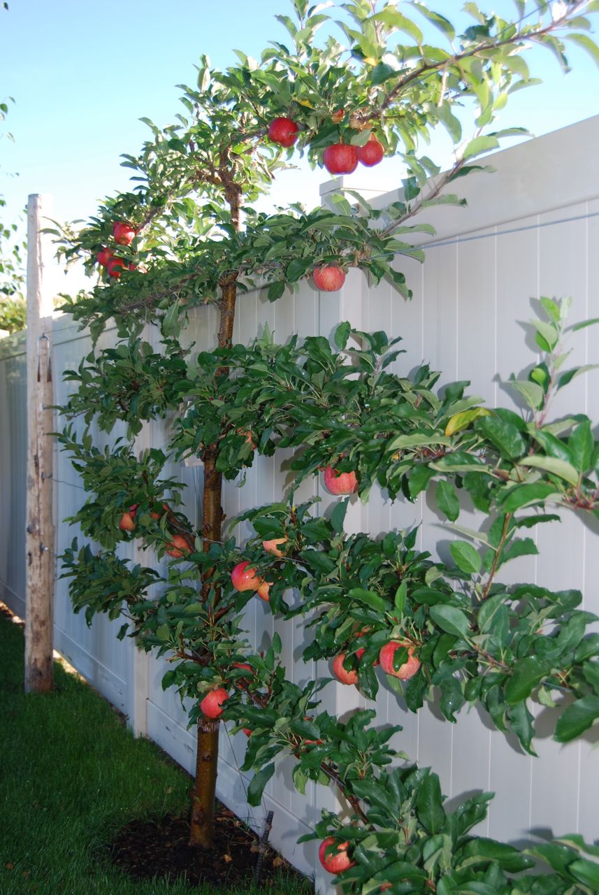Apple 'Fuji' 5' 3-Tier Espalier 20/25 gal