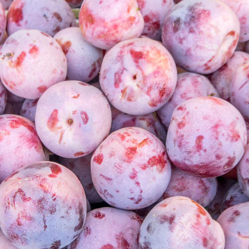 Pluot 'Dapple Dandy'