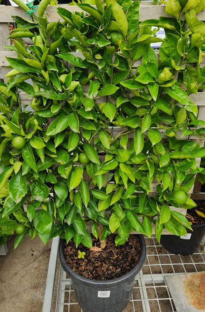 Espaliered Eureka Lemon Tree