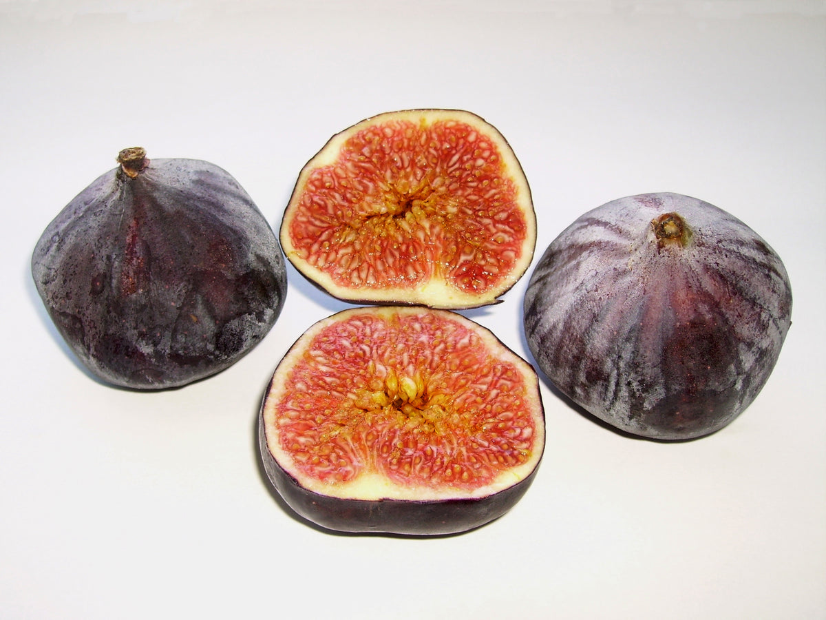 Common fig fruit, species-level representative, not verified Violette de Bordeaux cultivar (public domain photo by Garitzko).