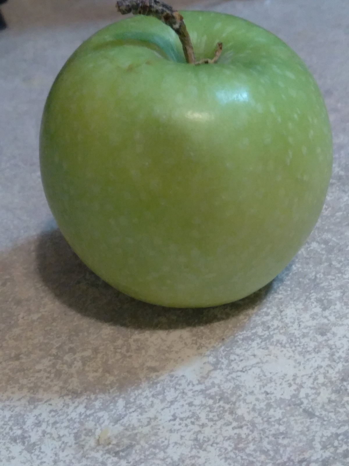Granny Smith apple, representative cultivar fruit (public-domain photograph by Justarandomamerican).