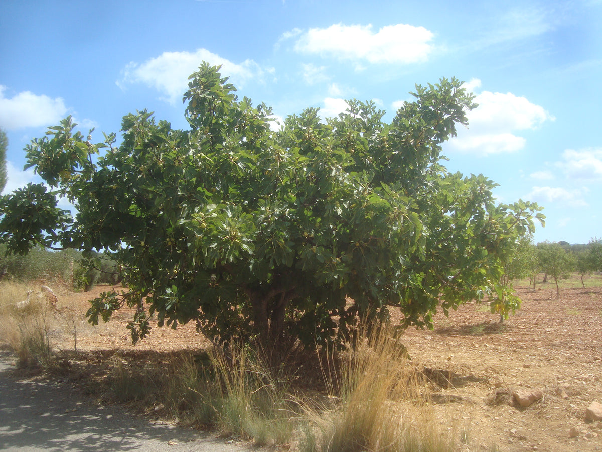 Representative Tiger Panache fig tree — Juan Emilio Prades Bel, CC BY-SA 4.0; not the actual delivery specimen