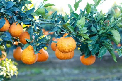 Shiranui mandarins growing on leafy branches