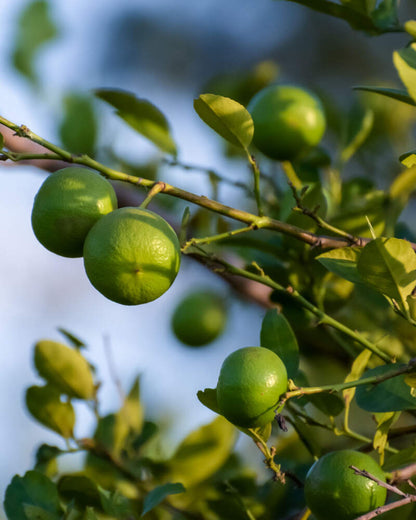 Key lime tree, also called Bartender's lime, for a Southern California edible garden