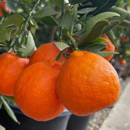Tahoe Gold mandarins growing on a tree