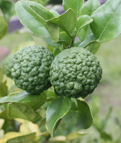 Makrut lime, Citrus hystrix, tree for a Southern California edible garden