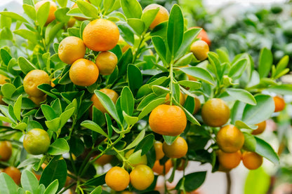 Calamondin or calamansi citrus tree for a Southern California edible garden