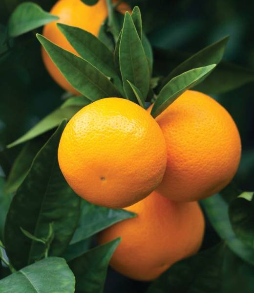 Lane Late Navel Orange ( Summer/Seedless)