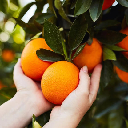Midknight Valencia orange tree for a Southern California home orchard
