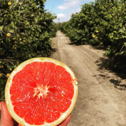 Cut Rio Red grapefruit in a citrus orchard