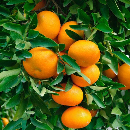 Dancy mandarin tree for a Southern California home orchard