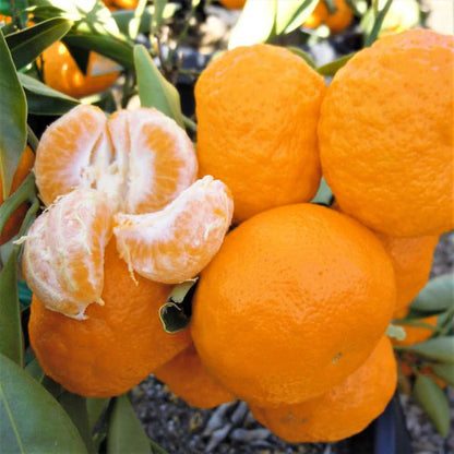 Honey W. Murcott mandarin tree for a Southern California home orchard