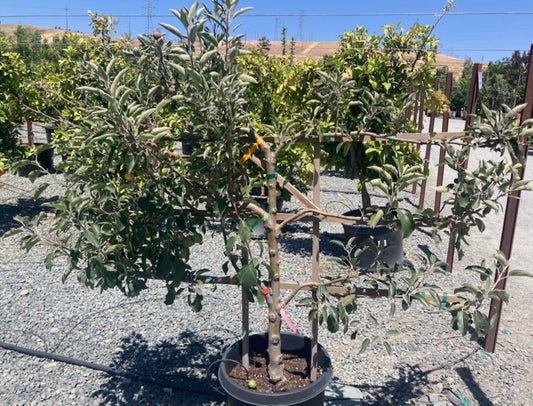 Apple 6-N-1 Multi-Grafted 3-Tier Espalier 15 gal