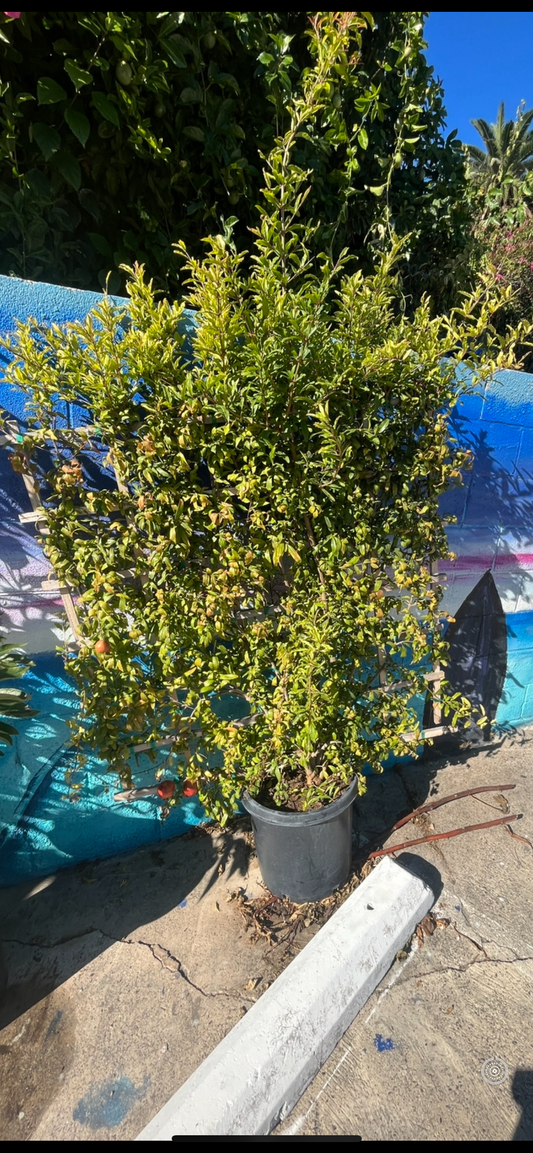 Pomegranate 'Wonderful' Espalier