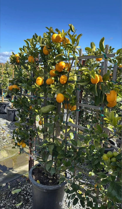 Espaliered Meyer Lemon