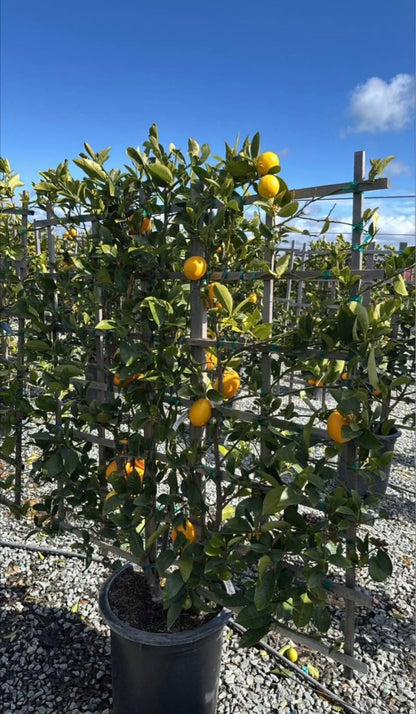 Espaliered Meyer Lemon