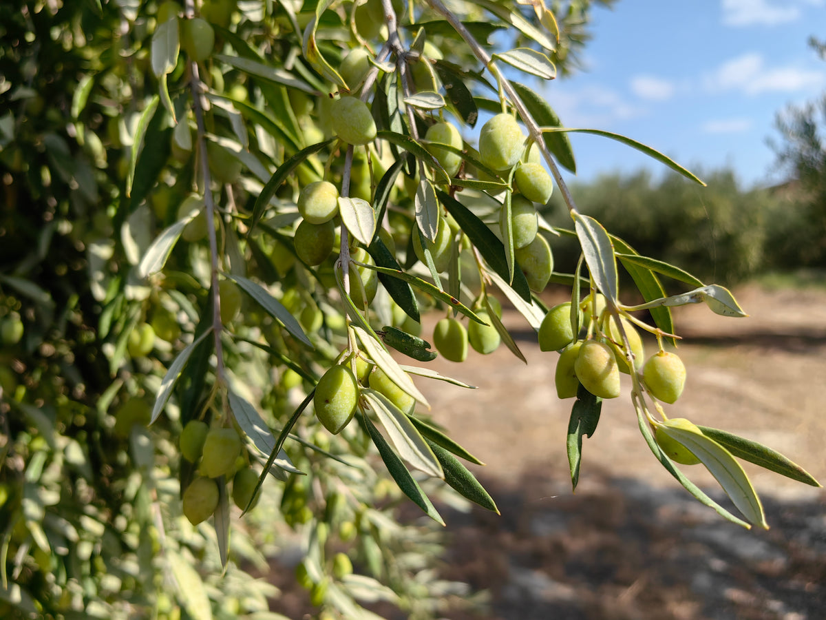 Koroneiki olives in Crete; representative cultivar photo, Wikimedia Commons; see linked source for photographer and license.