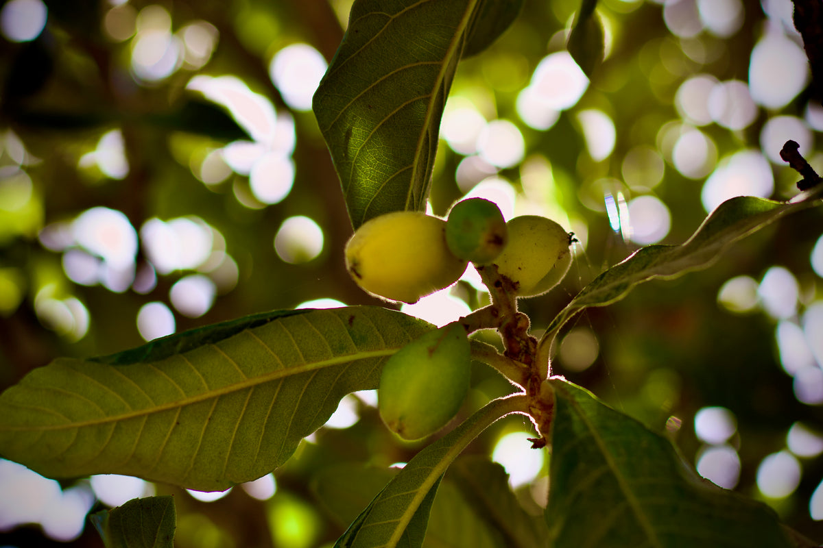 Loquat fruit tree; representative botanical photograph by Sabalo22, CC0.