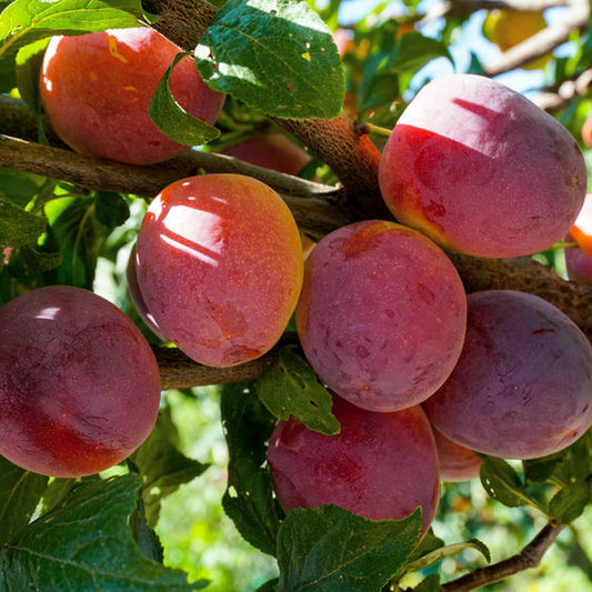 Mariposa Japanese Plum