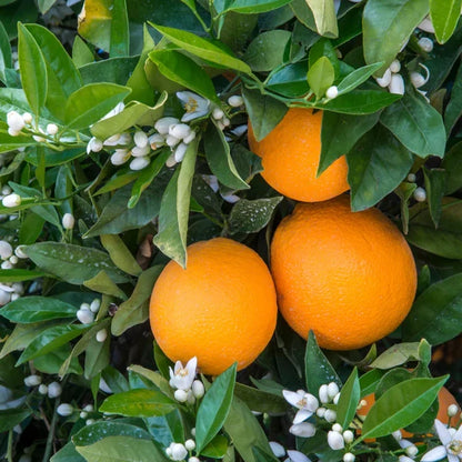 Washington Navel Orange tree included in the SoCal Citrus Trio bundle